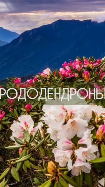 Сочи набирает оборот флоритуризм. Туристы планируют п смотреть онлайн