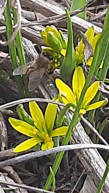 #весна#первоцвет#перваяпчела смотреть онлайн