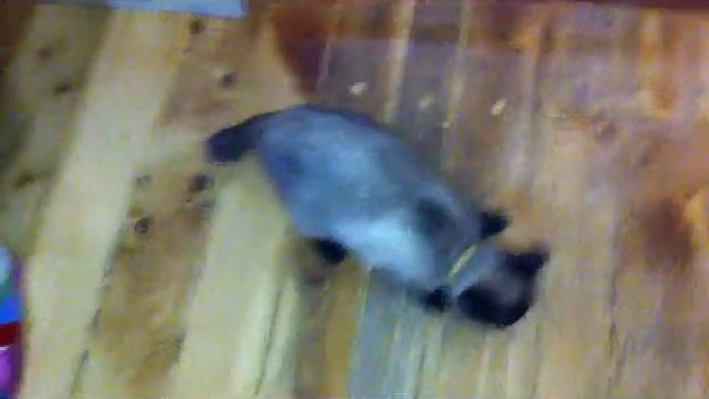 Кот Сёма балдеет от валерианы :) смотреть онлайн