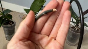 Обломался цветонос у орхидеи, что делать? Случайно сло