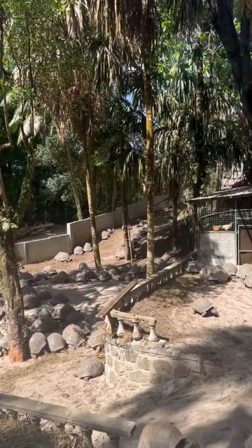 Нашли огромных черепах за забором! смотреть онлайн