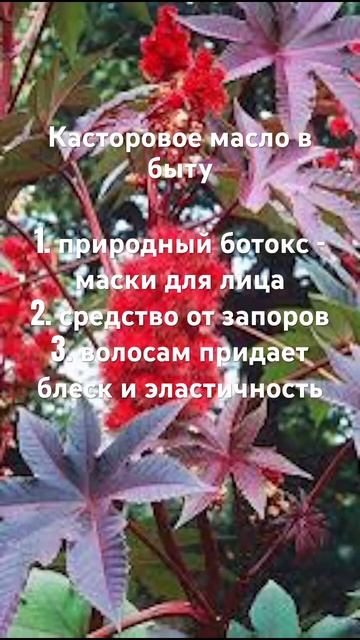 Клещевина или "касторка". Касторовое масло #целитель смотреть онлайн