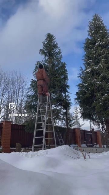 Обрезка ели.#обрезкадеревьев #уходзасадом #обрезкасад смотреть онлайн