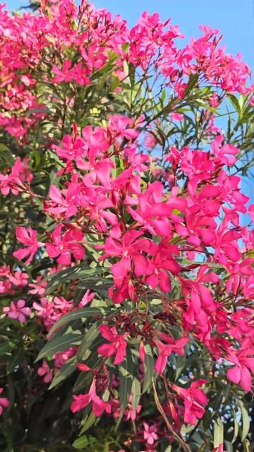 🌺🌺🌺 Олеандр в Сочи‼️🌺🌺🌺 #цветы #красивыецветы # смотреть онлайн