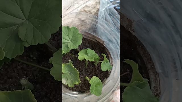 ГЕРАНЬ! РАЗМНОЖЕНИЕ ЧЕРЕНКАМИ!!! смотреть онлайн