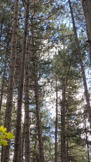 💥Тропа здоровья. Сосновая роща. Горячий Ключ. Краснод смотреть онлайн