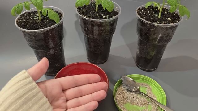 🍅 СУПЕР-ЛУНКА ДЛЯ ТОМАТОВ: 100% ЗАЩИТА + МЕГАУРОЖАЙ! смотреть онлайн