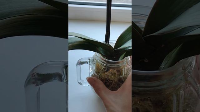 Орхидеи, растут не по дням ,а по часам!!!🌼💯‼️🥳 смотреть онлайн