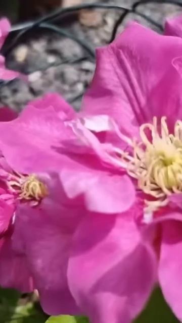 Клематис "Hot Kisses". #flowers #мій_садочок #my_garden #клематис смотреть онлайн
