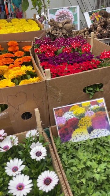 АЙНА - БАЗАР. САЖЕНЦЫ. ЦВЕТЫ. КАЗАХСТАН. 6.04.23 г. смотреть онлайн