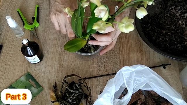 #красивая #орхидея #заказ из #вайлдберриз как #пересадк смотреть онлайн