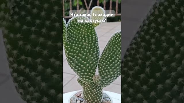 Глохидии на кактусах #cactus #опунция #суккулент смотреть онлайн