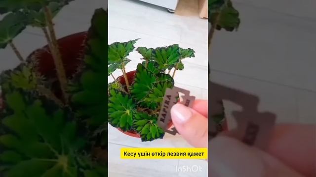 Бегония гүлін тамырлатуға кестім нәтижесін көрсетемі смотреть онлайн