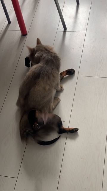 Любят друг друга #2024 #cat #такса #собака #dog #прикол #pets #catlo смотреть онлайн