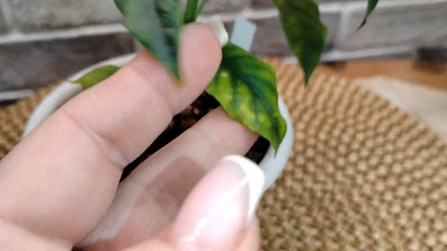 Обзор комнатных растений | Хойи | Часть 4 | Январь 2025 смотреть онлайн