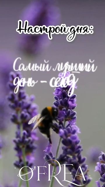 гармония дня, #o_frea #лаванда #аффирмации #позитивноемыш? смотреть онлайн
