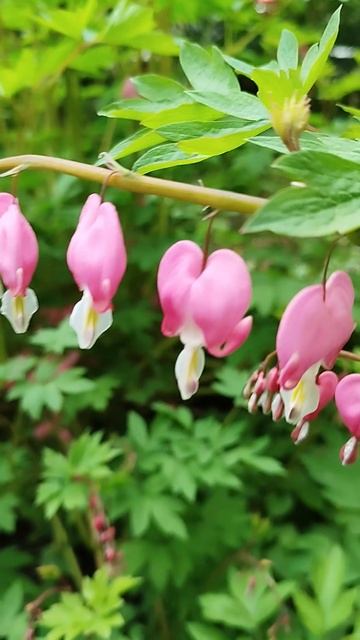 Разбитое сердце (дицентра) смотреть онлайн