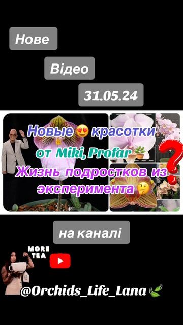 #plants #shorts #orchids #orchid #orchids_life_lana #орхидеи #орхидея #орхідеї смотреть онлайн