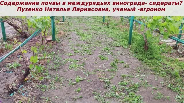 Содержание междурядий на винограднике- сеять сидераты или нет? Польза и вред. смотреть онлайн