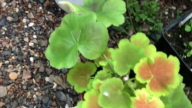 Обзор цветущих пеларгоний смотреть онлайн