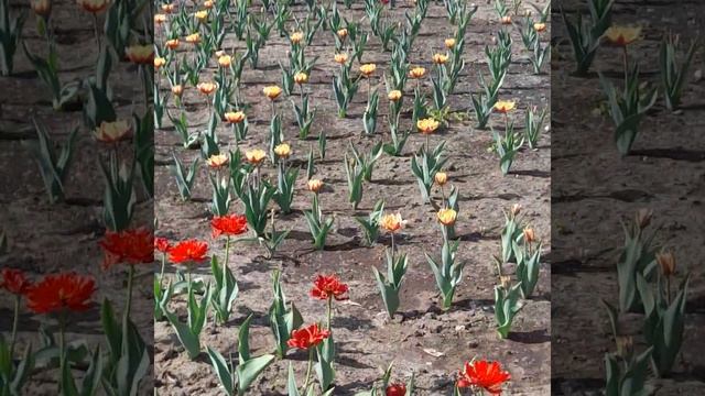 #Ландыши#Тюльпаны#Цветыцветы#Красивые#Блистательные#? смотреть онлайн