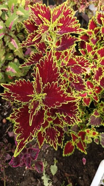 #колеусы #garden #сад #plants #nature #растения #садвцветах #садов смотреть онлайн