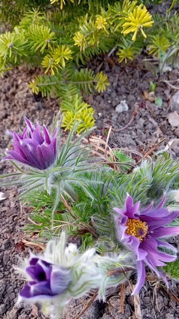 Первоцветы: Прострелы# Печеночницы# 26 Апреля# смотреть онлайн