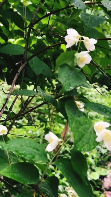Вы-свобода✨Вы-счастье✨Вы-любовь💖#спокойствие#гармо смотреть онлайн