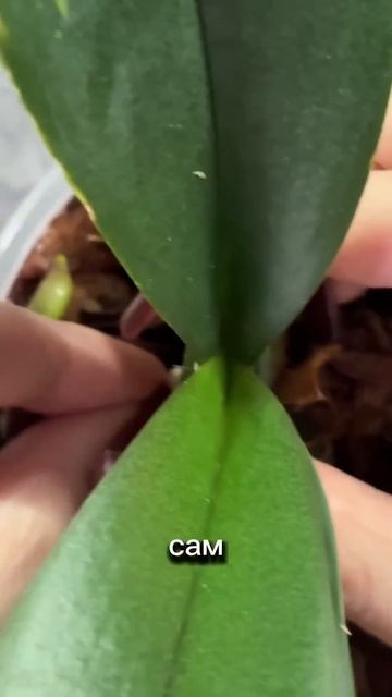 старые листья нужно удалять, чтобы они не мешали разви смотреть онлайн