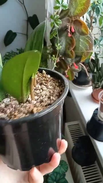 замиокулькас из листа🤡 смотреть онлайн