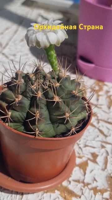 🌵 🌼 Цветение кактуса Гимнокалициум Дамса, Gymnocalycium dams смотреть онлайн