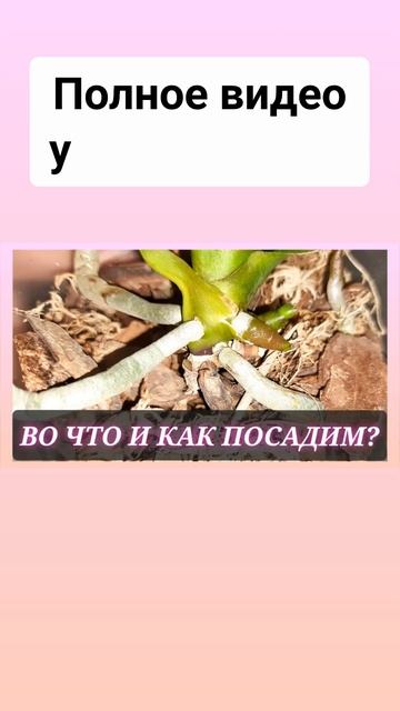 #орхидеи #annaorh смотреть онлайн