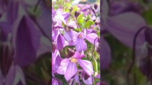 Цветы  Клематис- память сердца 💗.clematis. # shorts