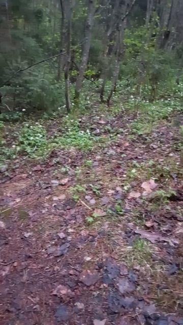 Подснежники на полянке в лесу) смотреть онлайн
