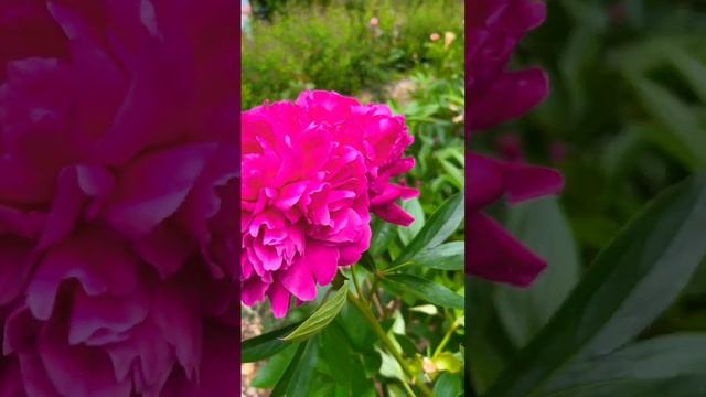 А Вы любите ПИОНЫ? смотреть онлайн