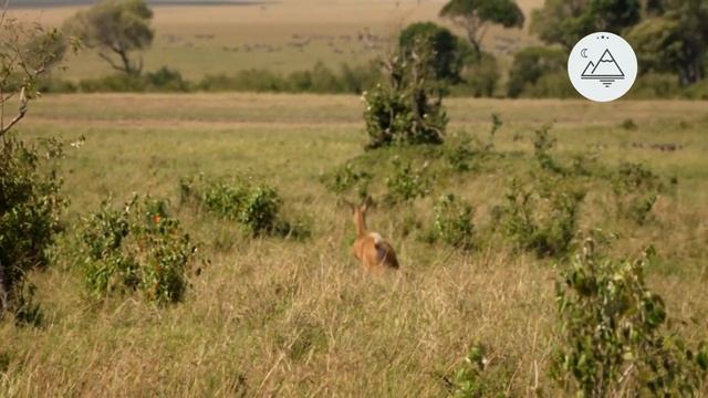 ZDF Studios (Unscripted)-Королева леопардов Мгновенная смерть 1 часть