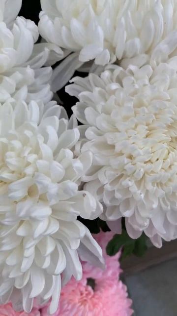 Огромные хризантемы уже в сезоне, #букет #звенигород #ц смотреть онлайн