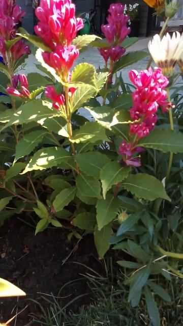 Вейгела красотка. Третье цветение. жара до 50 на солнце смотреть онлайн