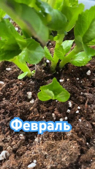 Гортензия 🌸АВАНГАРД 🌸самый дорогой и редкий сорт 28.0 смотреть онлайн