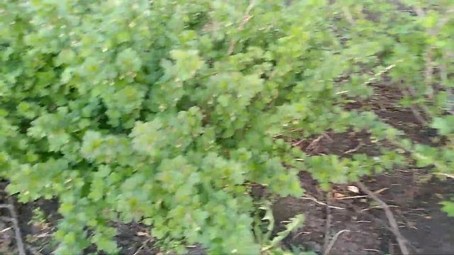 Весна пришла и подарила листву и травы, и цветы ...05.05.202 смотреть онлайн