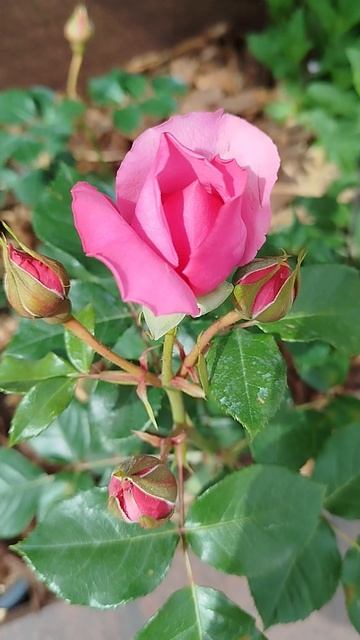 Просто розы смотреть онлайн