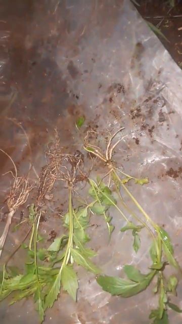 Валерианы смотреть онлайн