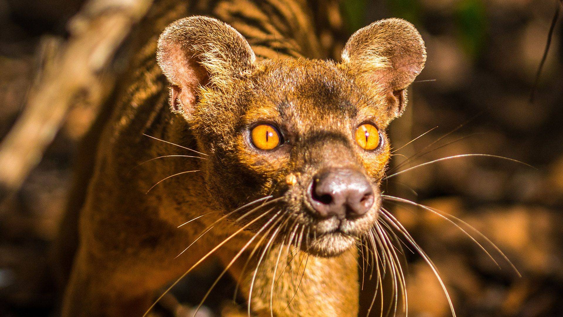Семейство Виверровые: Интересные факты про Мангустов и Фоссу смотреть онлайн