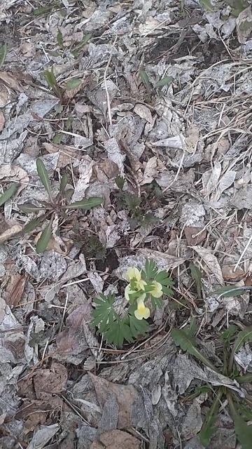 Хохлатки. Весенние первоцветы. Нежные и изящные. Откры смотреть онлайн
