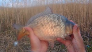 рыбалка на реке Сал