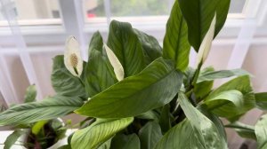 Идеальный Грунт для Спатифиллума