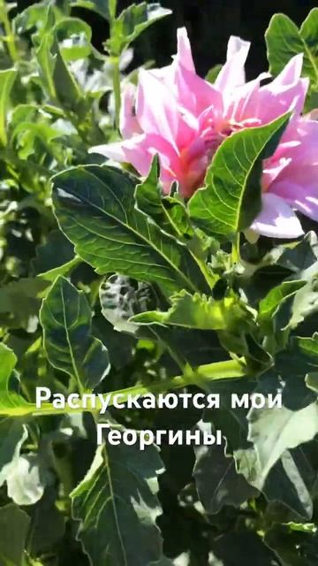 #сад #природа #дача #растения #георгины смотреть онлайн
