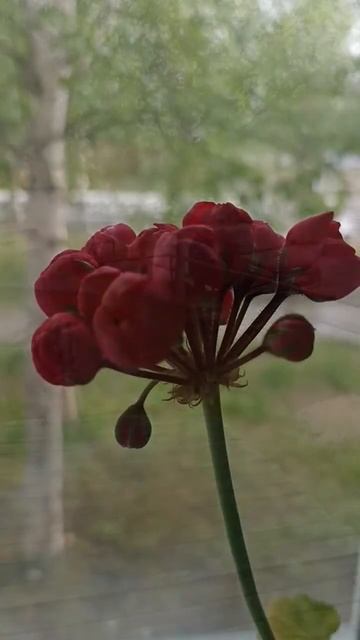 Белая берёза под моим окном! #радужный #хмао #лето #пого смотреть онлайн