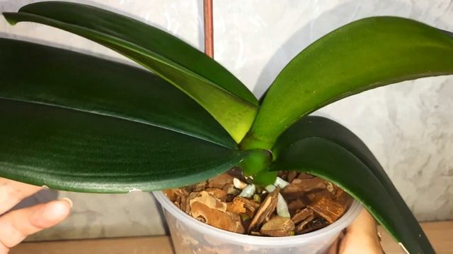 Что любят орхидеи? смотреть онлайн