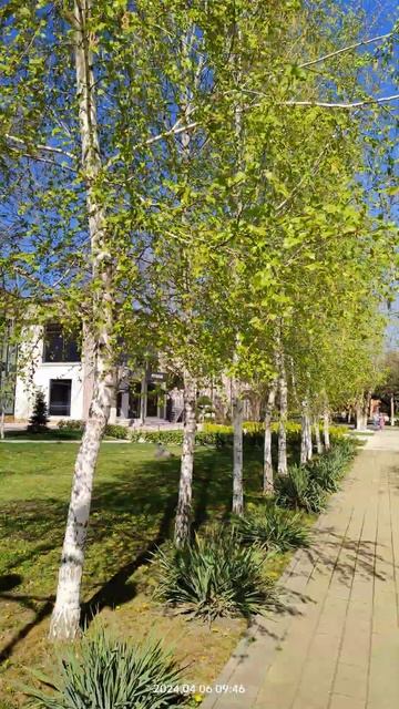 Русские красавицы #shortvideo #берёза #россия #краснодарски смотреть онлайн